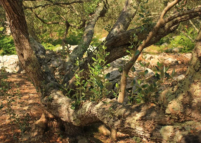 Seaside Secluded Cove Dragnjevica - Telascica, Dugi Otok - 8140 Сали