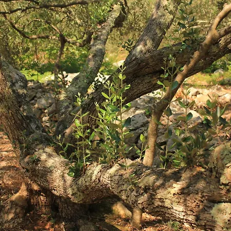 Seaside Secluded Cove Dragnjevica - Telascica, Dugi Otok - 8140 Сали
